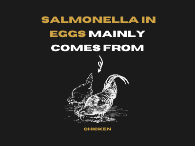 Salmonella in eggs 8