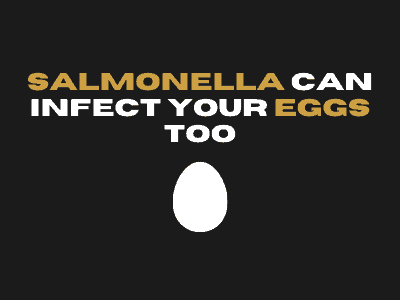 Salmonella in eggs 7