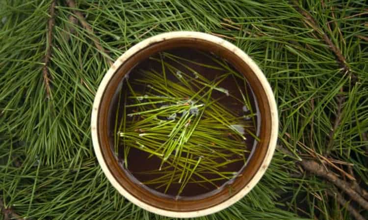 Pine needle tea