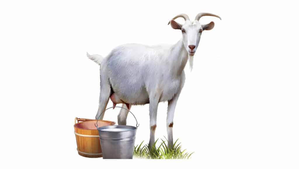 Goat milk 1